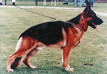 Nero von der Zenteiche