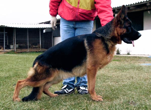 Ursus Splitberg (BG)