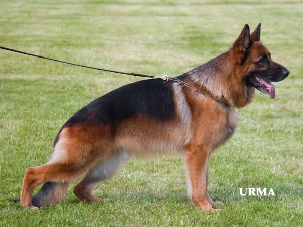 Uschigårdens Dexter