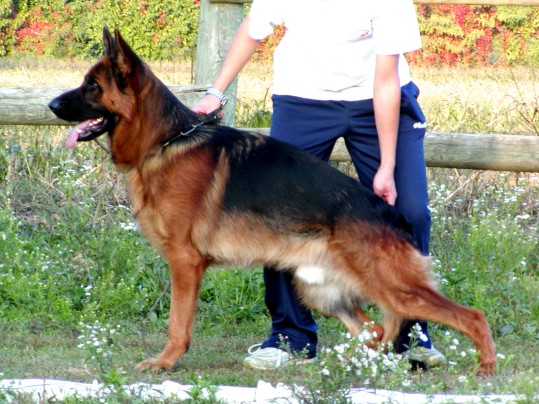 Pancho von der Rangauhöhe