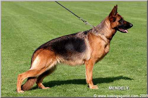 Riva von der Königsgarde