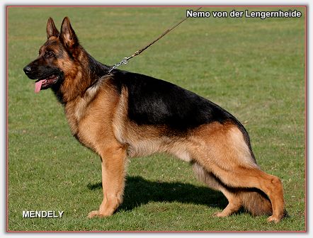 Nemo von der Lengernheide