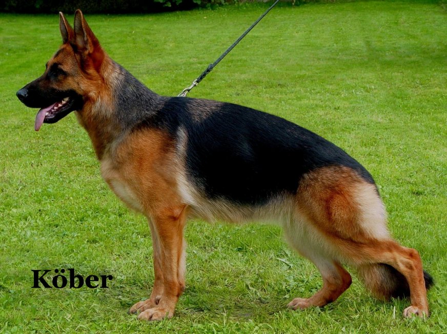 Chelsea aus Wattenscheid