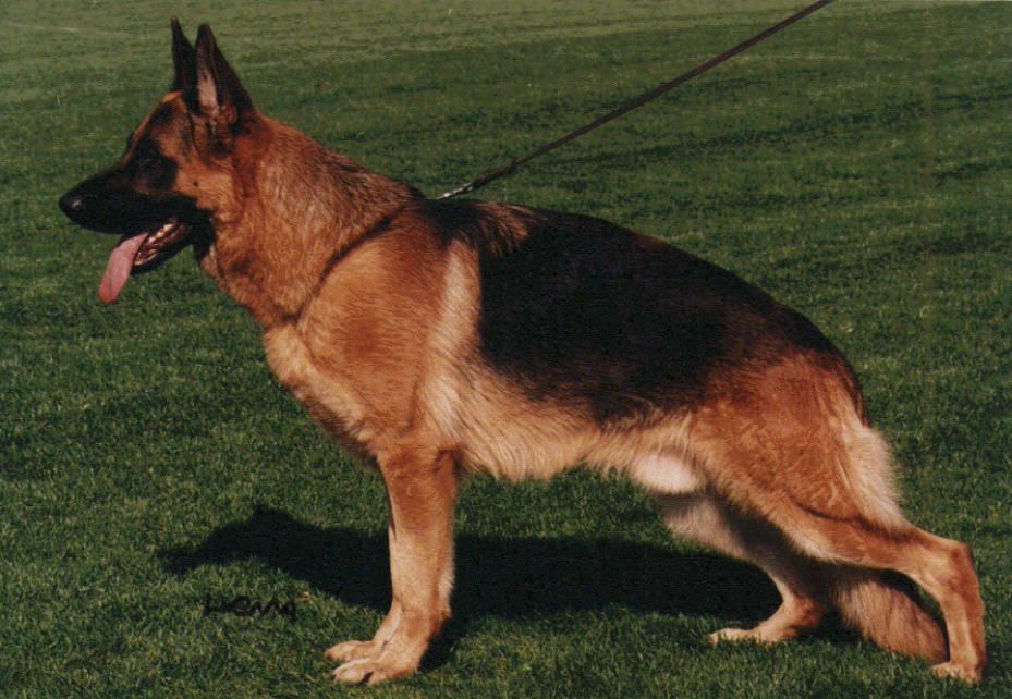 Esko vom Dänischen Hof