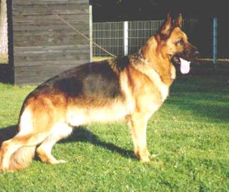 Matty von der Wienerau