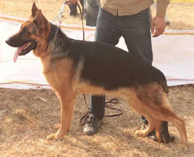 Cracker vom Pakistan Kennel