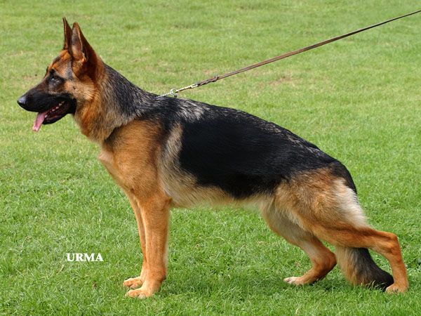 Tonya von Regina Pacis