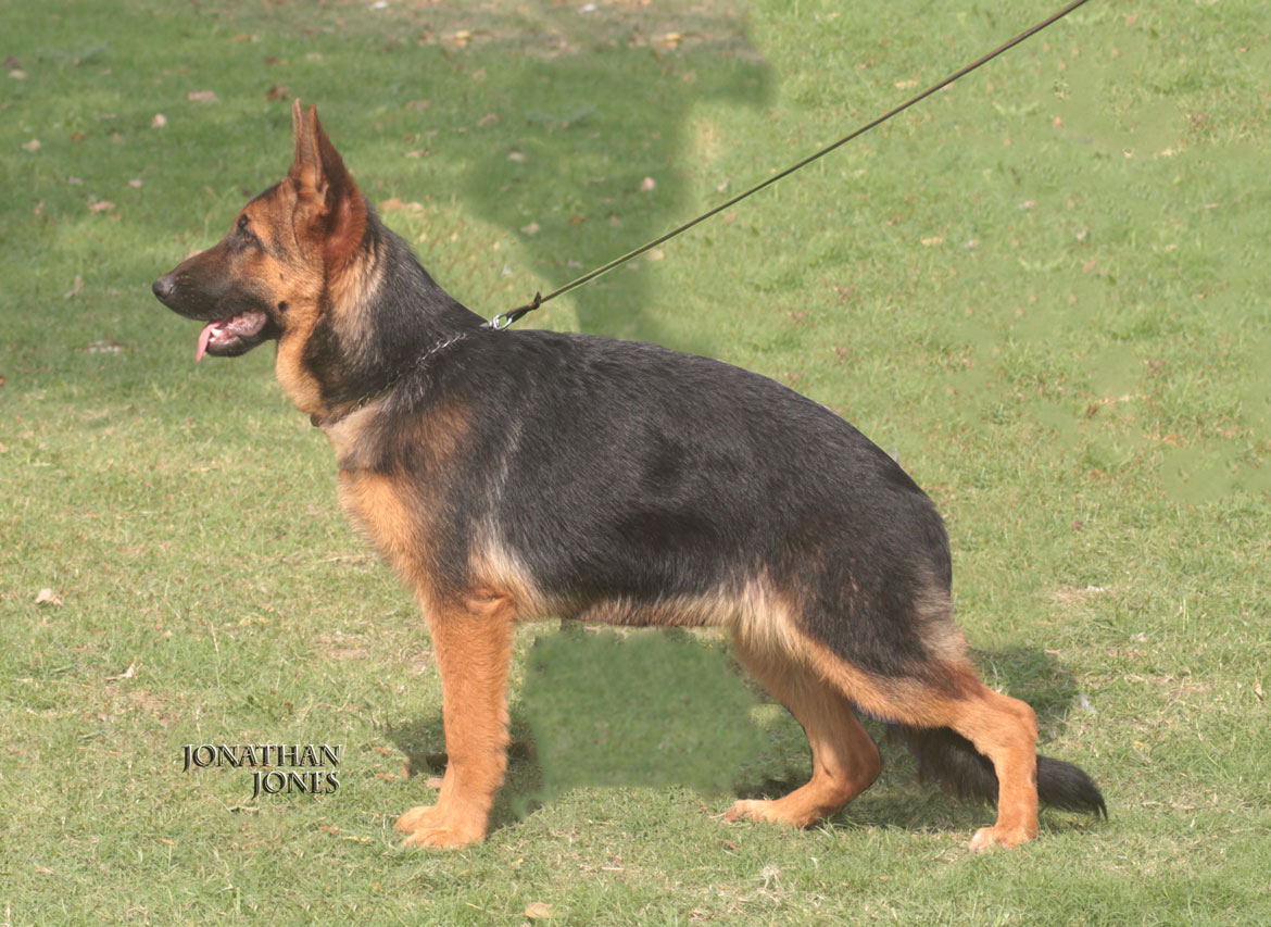 Buffi vom Ravizwinger