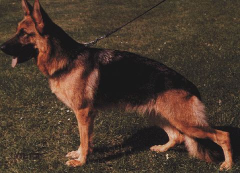 Wanni von der Wienerau