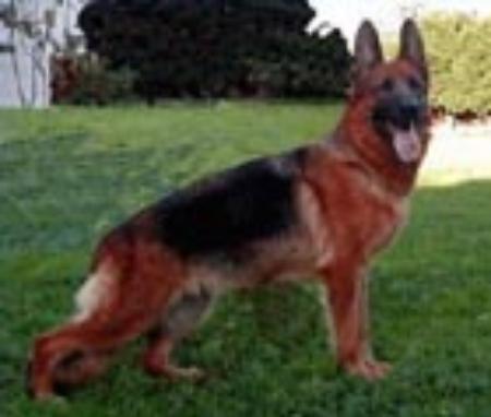 Ginny di Casa Nobili