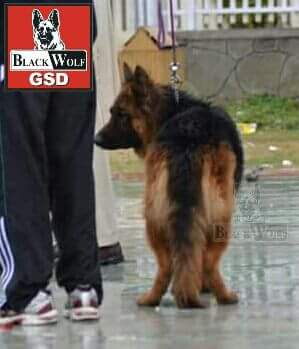 Image not found