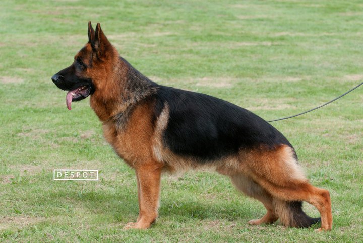 Roni vom Funken Spiel