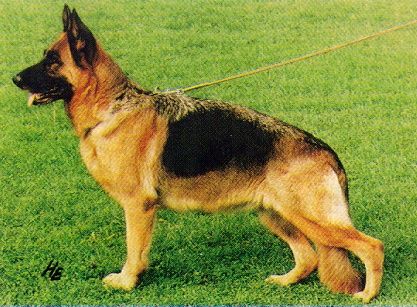 Xena vom Wildsteiger Land