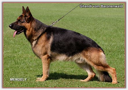 Ghandi vom Baronenwald