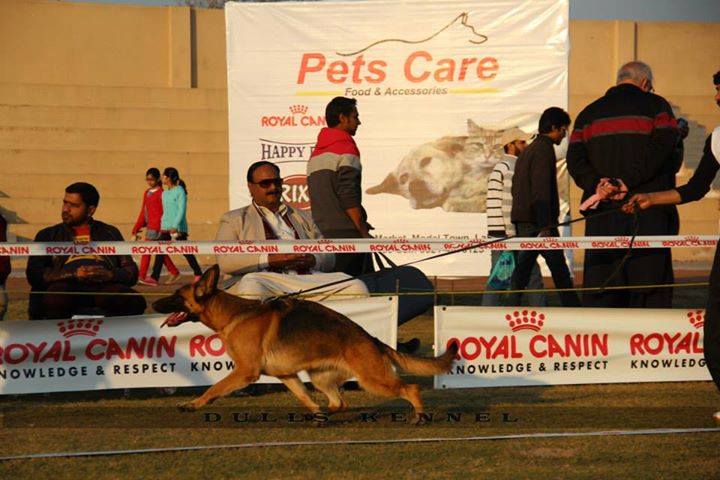 Cristal vom Löwenhund