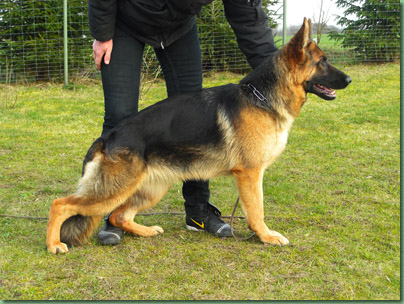 Ophelia von der Grafenburg (Ost)