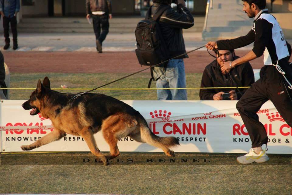 Sexy Boy vom Liparija