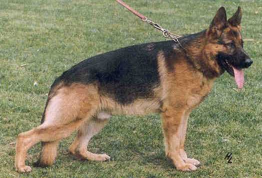 Joll von der Neuzenlache