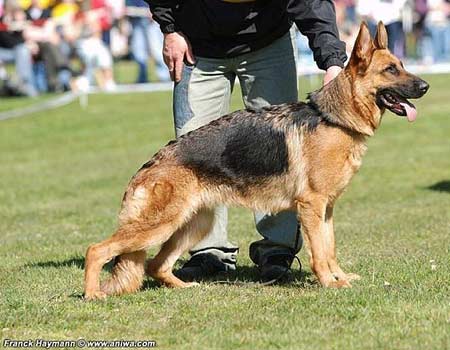 Vivian vom Zellwaldrand