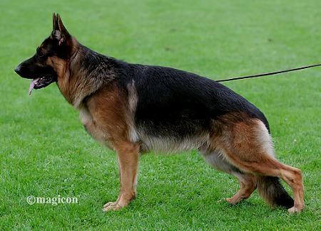 Merlin vom Osterberger-Land