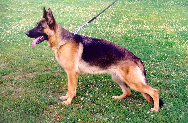Zala Blue-Iris