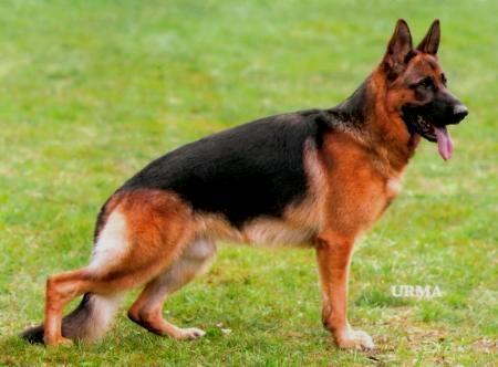 Valdo von den Hugenotten