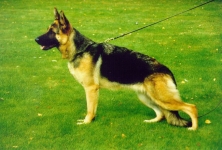 Wanda vom Lärchenhain