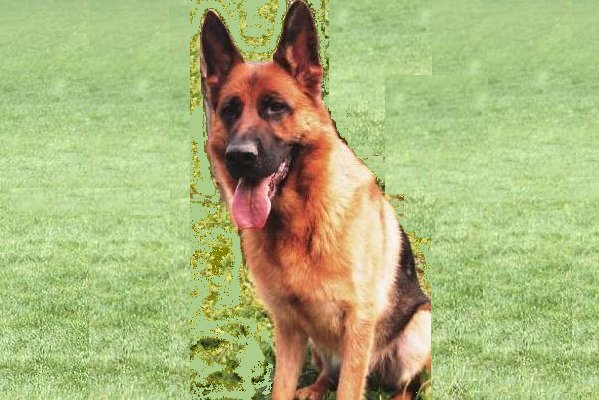 Zahira vom Kapellenberg