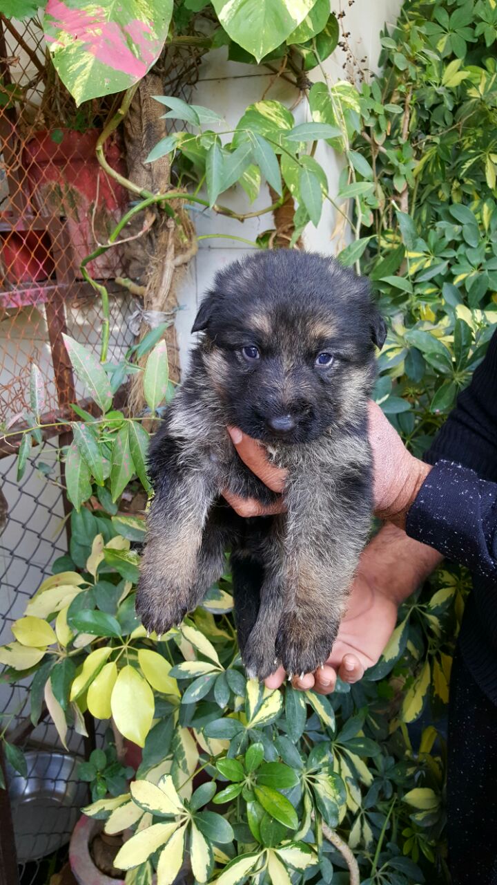 Alpha vom Black Wolf