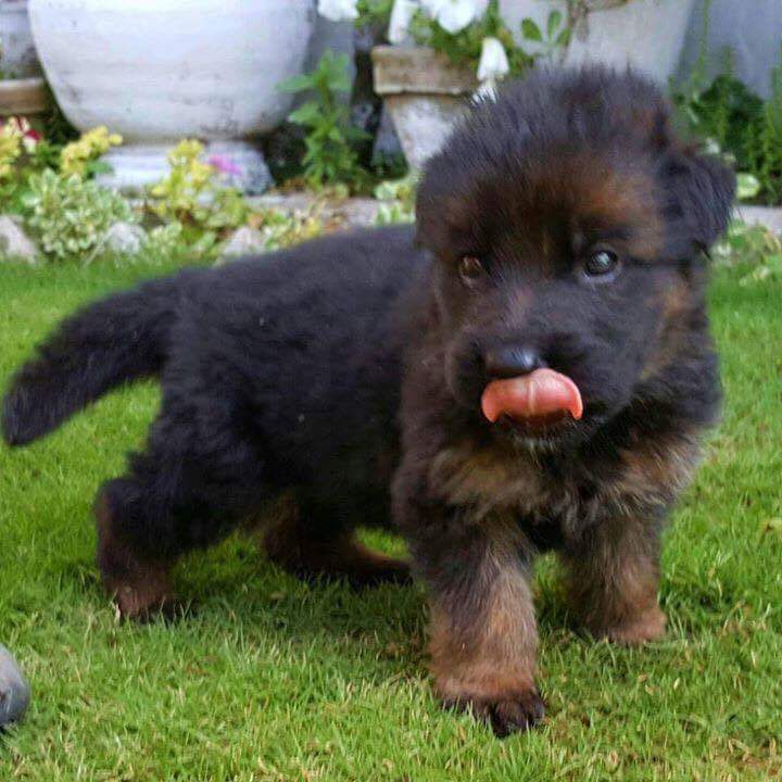 Allen vom Black Wolf