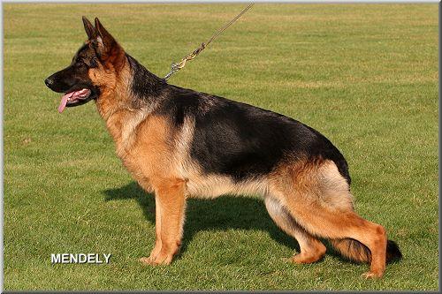 Daika von der Rheinhöhe