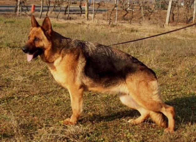 Ziwa dei Colli Storici