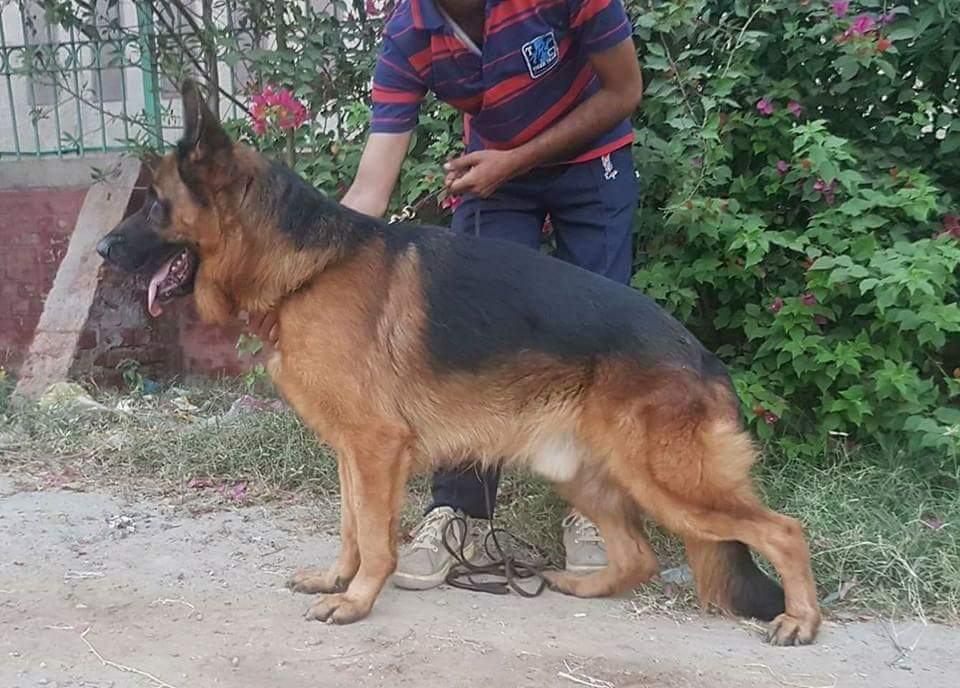 Fakur vom Bad Wäldle