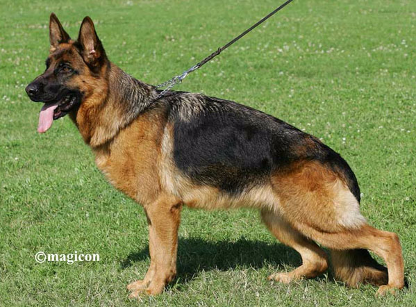 Queen vom Kapellenberg