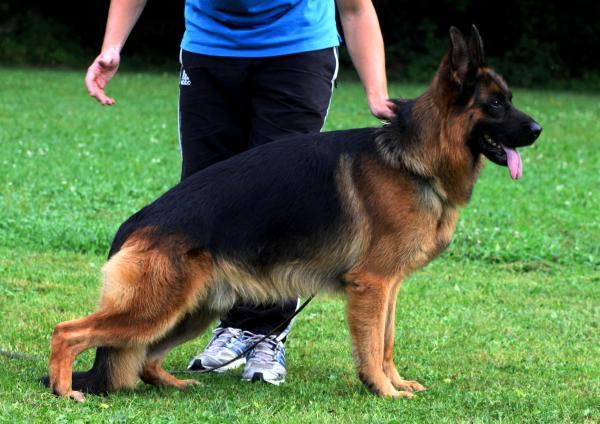 Dasty von Melanchthon