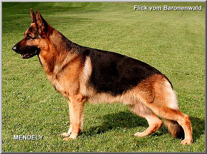 Flick vom Baronenwald