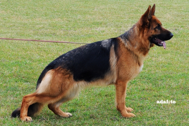 Kalia di Casa Massarelli