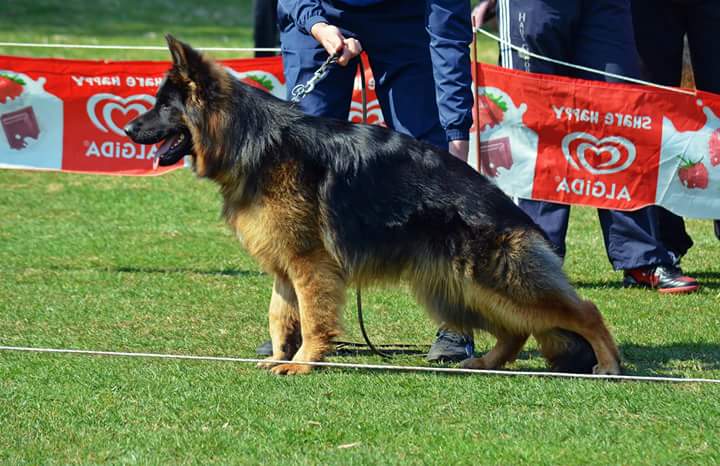 Crane Von Marbo Wolf 