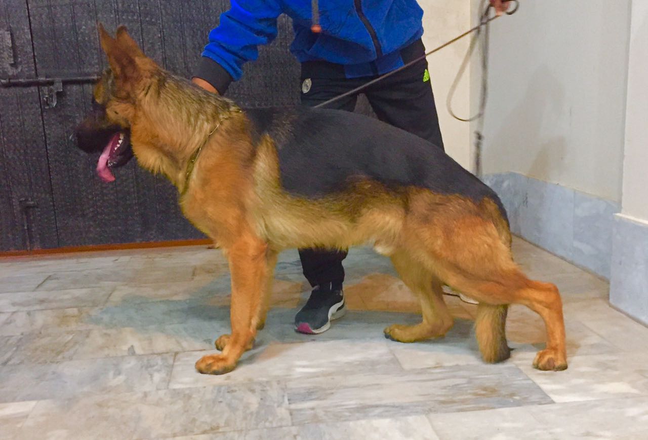 Clambo vom Royal Star