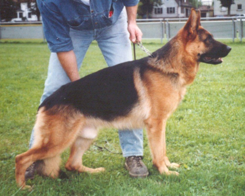 Chicko vom Hammelsbacher Hof