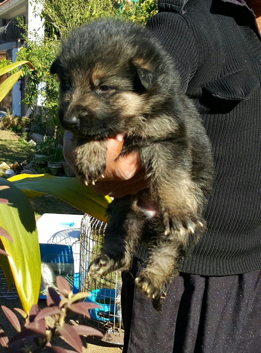 Blacky vom Black Wolf