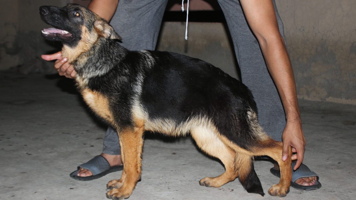 Anjela vom Kings Kennel