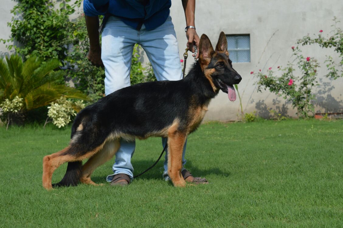 Gulabo vom Titus Batiatus