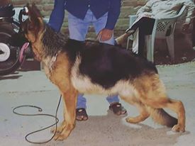 Sharly vom The Team Valancia