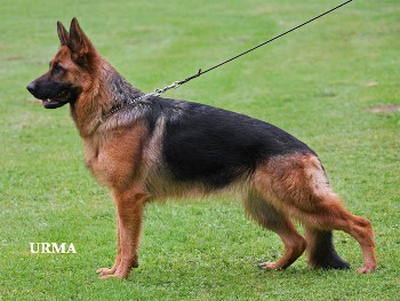 Ronda vom Fichtenschlag