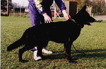 Berry vom Neuen Lande