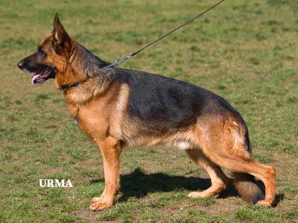 Yordi vom Trompetersprung