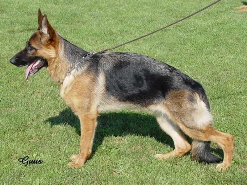 Lusi vom Wittelsbacher Schloß