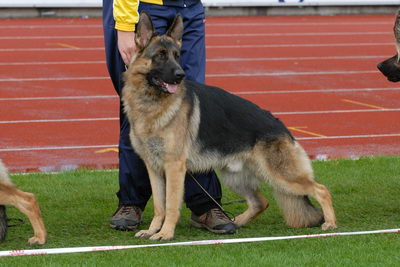 Imex vom Emkendorfer Park