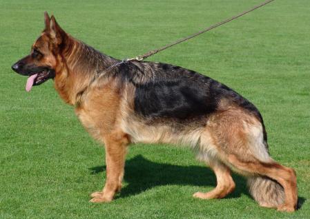 Nora vom Suentelstein